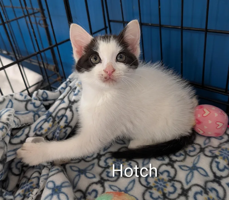A baby medium-sized male Black & White / Tuxedo Domestic Short Hair cat named Hotch for adoption in Waterloo, IA
