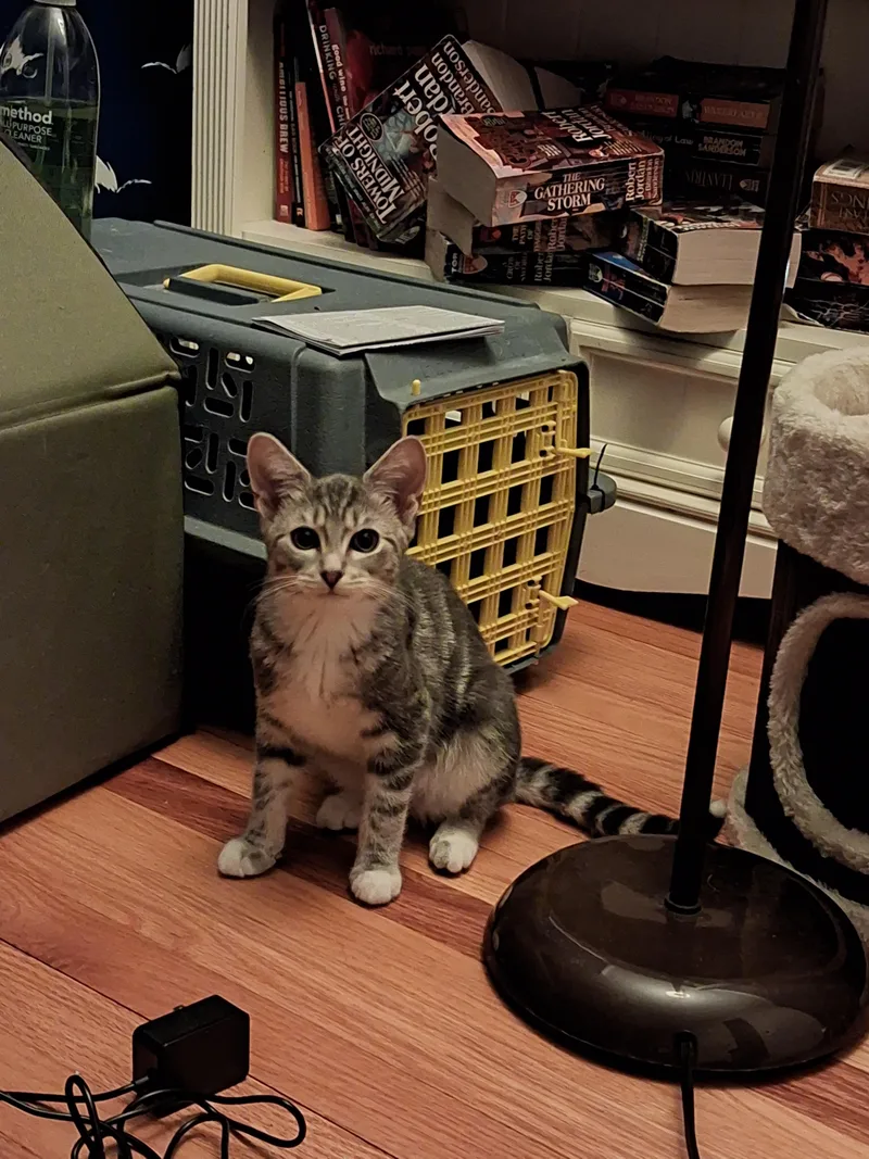 A young small-sized female Domestic Short Hair cat named KitKat for adoption in Canton, CT