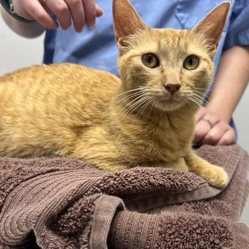A young medium-sized female Orange / Red Domestic Short Hair cat named Scarlet for adoption in Oneonta, NY