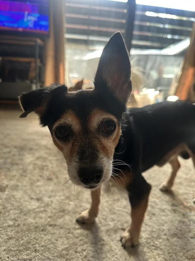 An adult small-sized male Chihuahua dog named Scrappy for adoption in St. Petersburg, FL