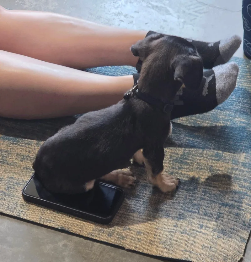A baby small-sized male Black Chiweenie dog named Churro for adoption in Dallas, TX