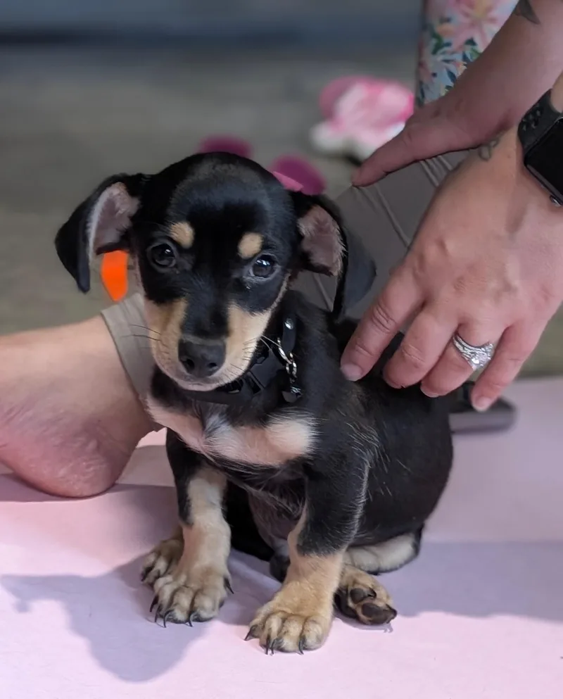 Churro thumbnail 2