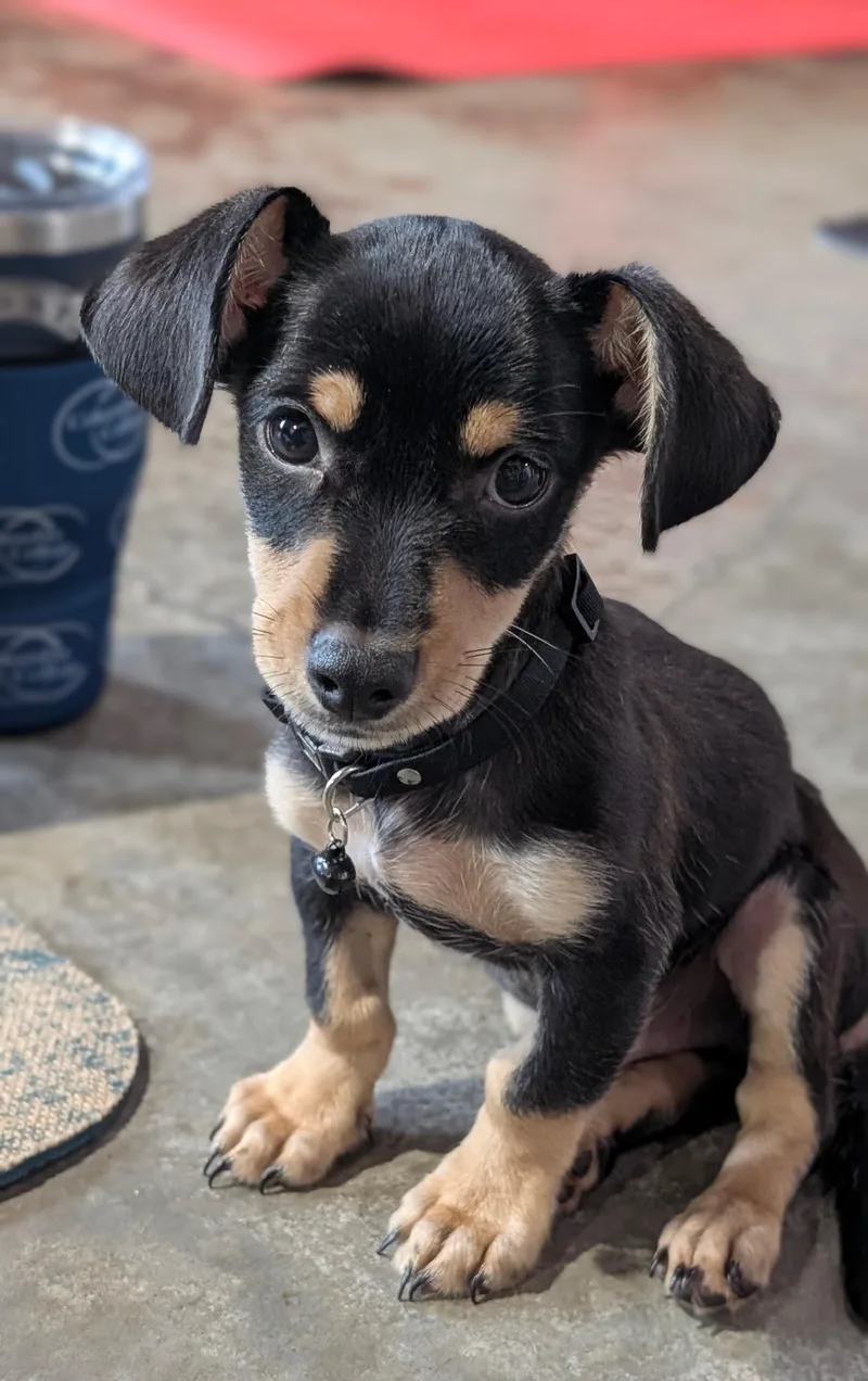 Churro thumbnail 5
