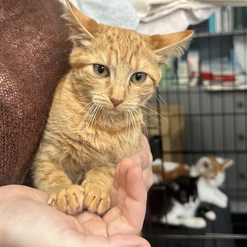 A baby medium-sized female Orange & White Tabby cat named Cali for adoption in Marina del Rey, CA