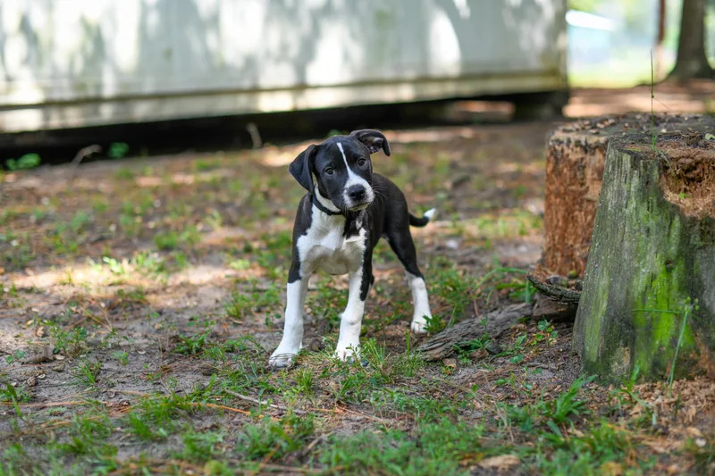 A baby medium-sized female Black Mixed Breed dog named Babs for adoption in BONIFAY, FL