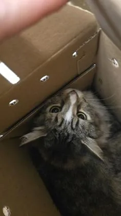 An adult large-sized male Buff / Tan / Fawn Domestic Medium Hair cat named Princeling for adoption in Wichita, KS
