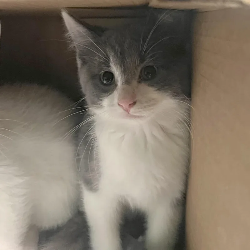 A baby small-sized female Gray / Blue / Silver Domestic Short Hair cat named Magnolia for adoption in Owosso, MI