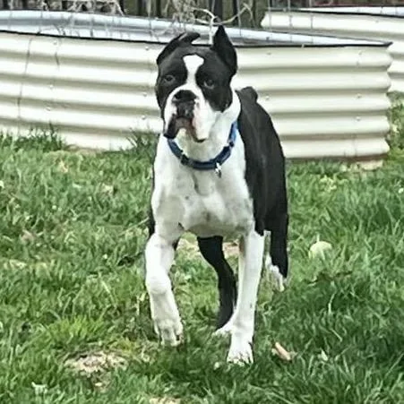 An adult large-sized male Black Boxer dog named Champ for adoption in St. Peters, MO