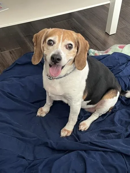 A senior medium-sized female Beagle dog named Nugget for adoption in Escondido, CA
