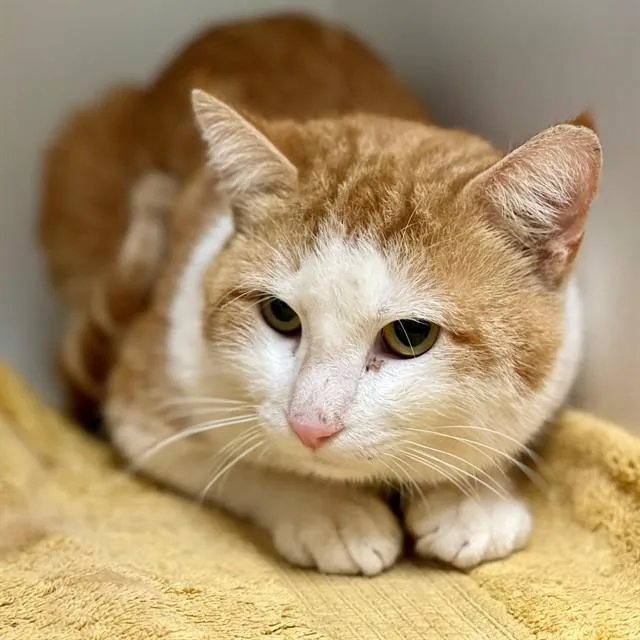 An adult large-sized male Domestic Short Hair cat named Sandlot for adoption in Edmond, OK