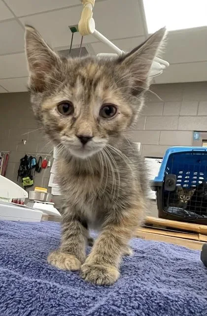 A baby small-sized female Domestic Short Hair cat named Cinnamon for adoption in Westland, MI