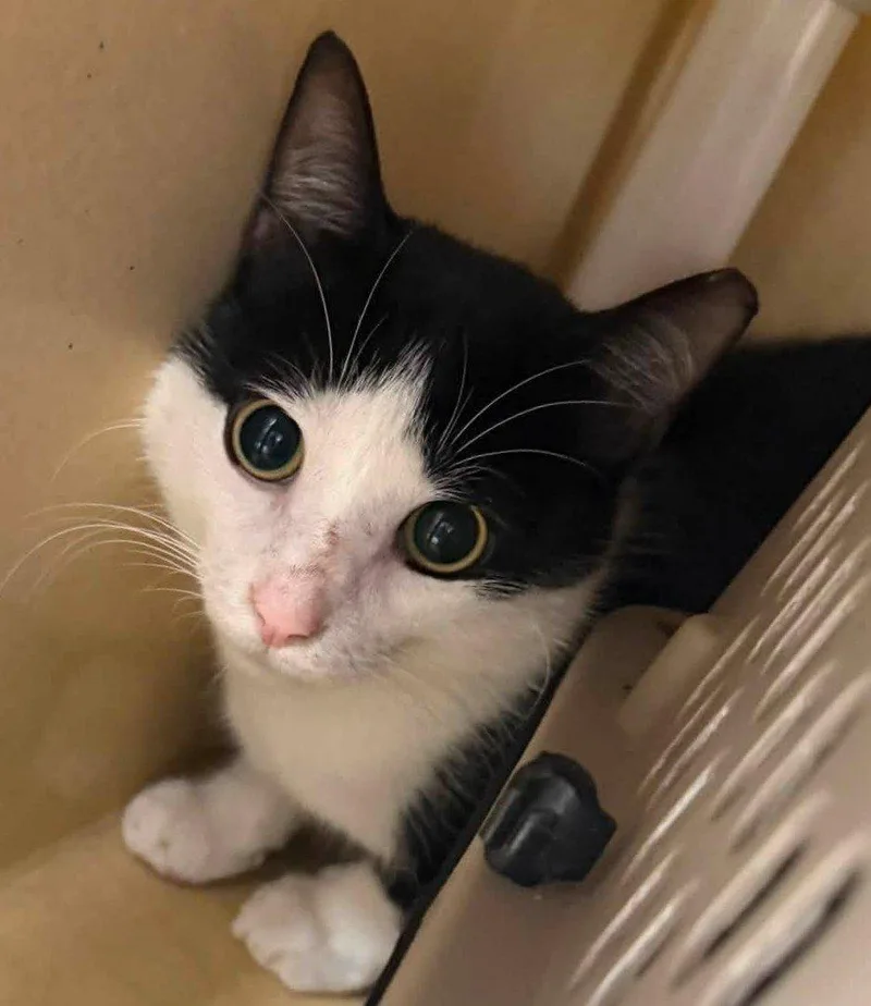A young small-sized male Black Domestic Short Hair cat named Tillery for adoption in Raleigh, NC