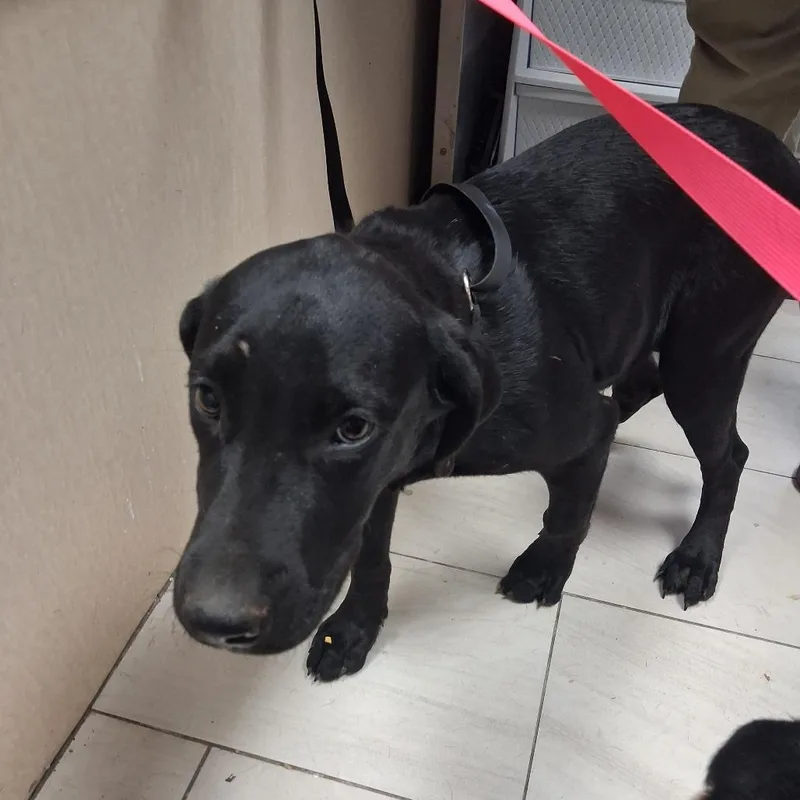 A young medium-sized male Labrador Retriever dog named Ruger for adoption in Lufkin, TX