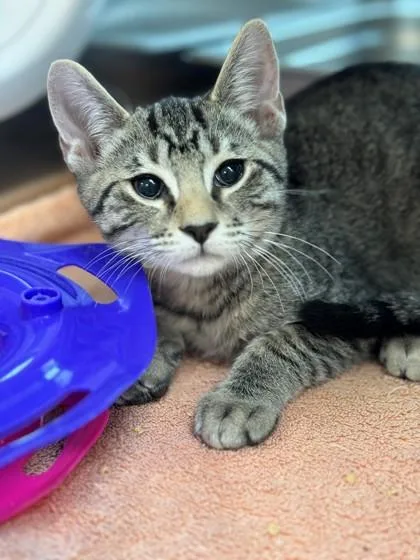 A baby small-sized male Domestic Short Hair cat named Mcgravy for adoption in Memphis, TN