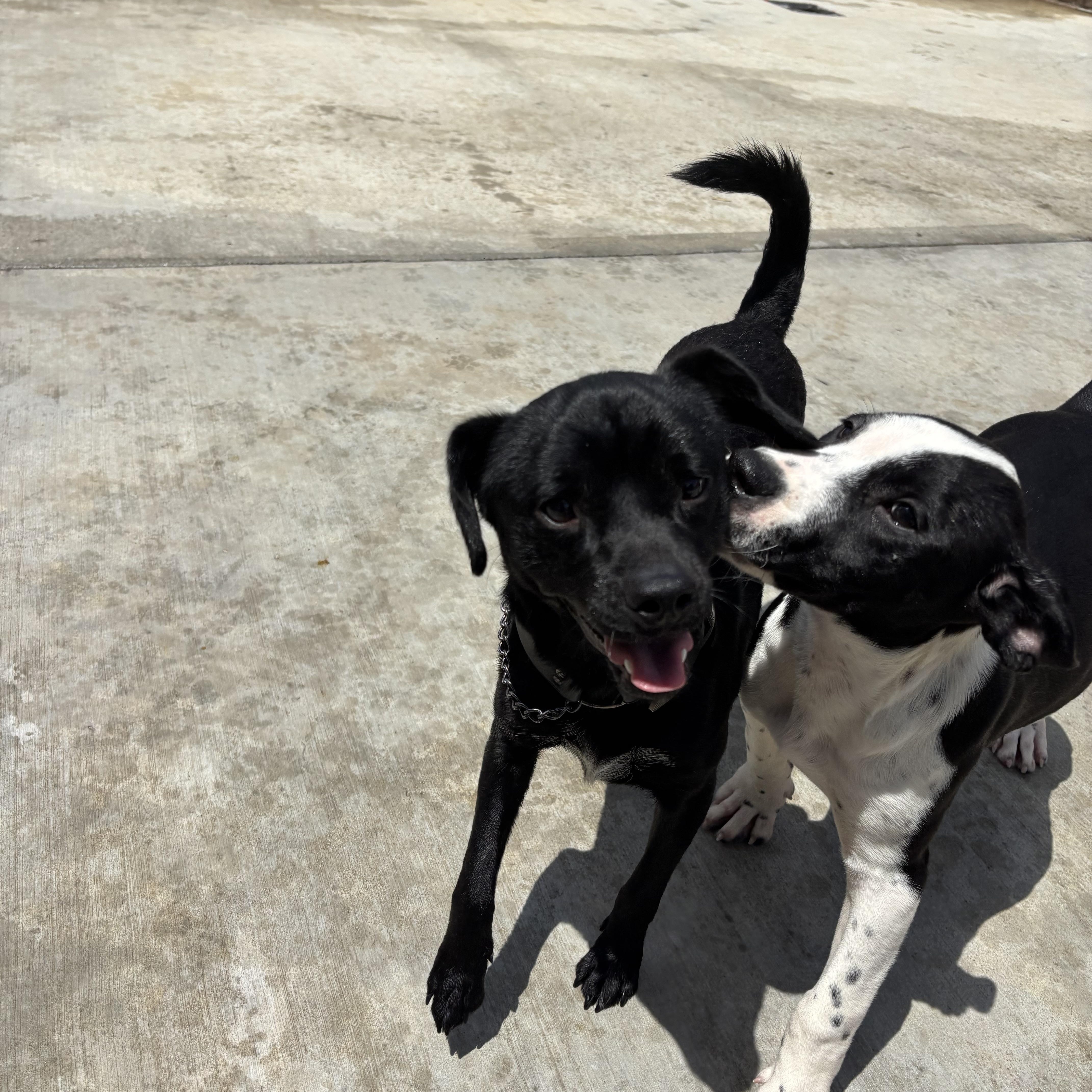 A young small-sized male Chihuahua dog named Sir Charles for adoption in Pearland, TX