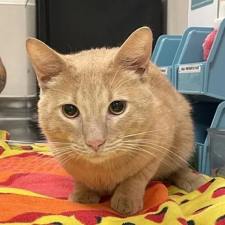 A young medium-sized male Orange / Red Domestic Short Hair cat named Cheddar for adoption in Chicago, IL