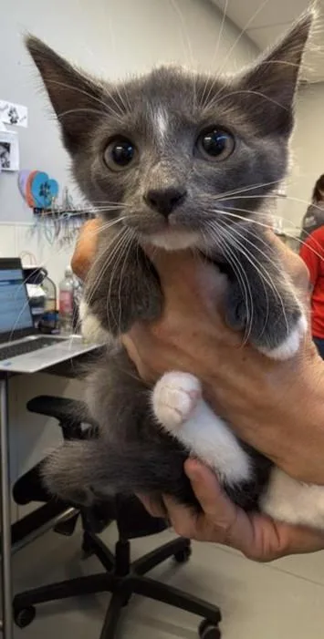 A baby small-sized female Domestic Short Hair cat named Dorito for adoption in West Chester, PA