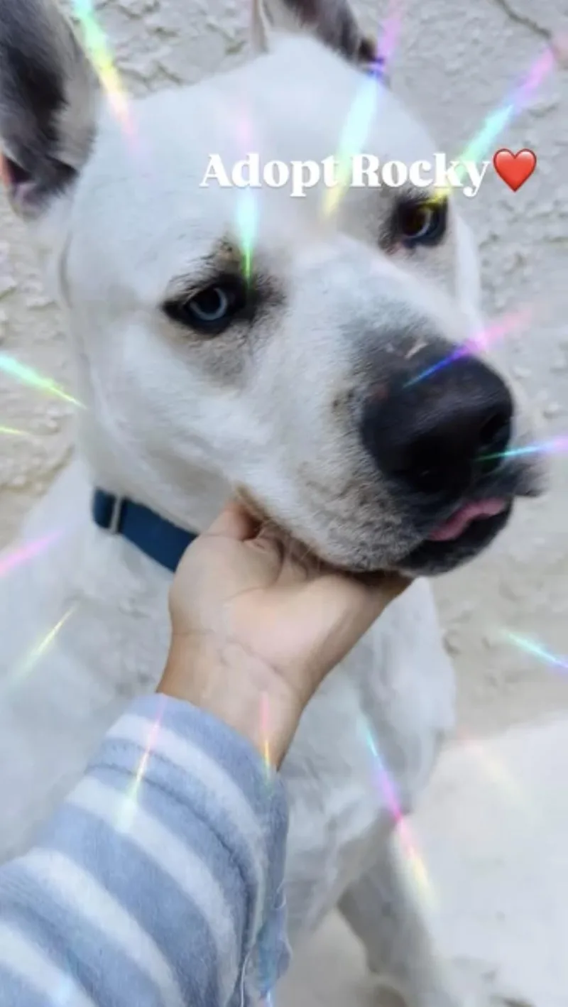 Rocky  The Affectionate thumbnail 2