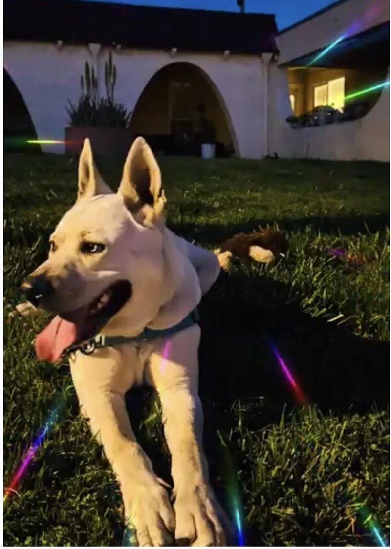 Rocky  The Affectionate thumbnail 3