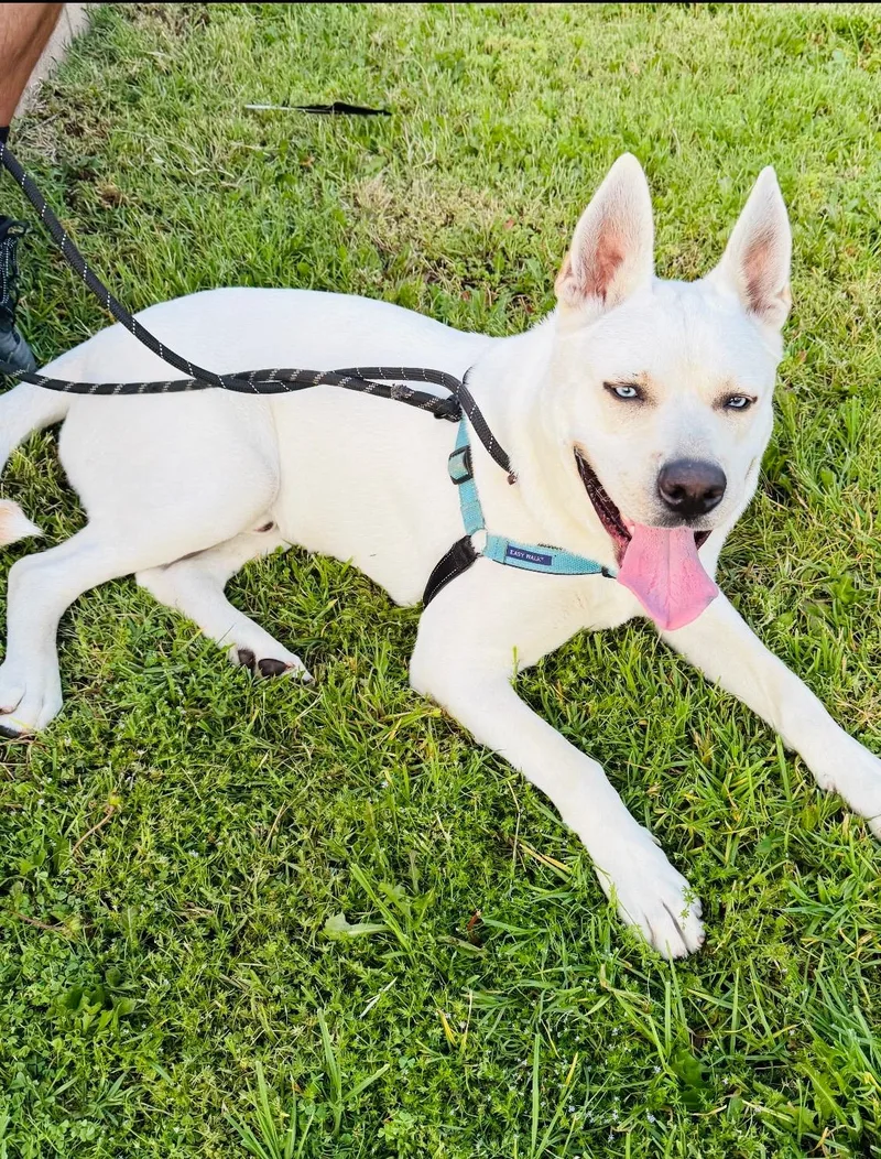 Rocky  The Affectionate thumbnail 4