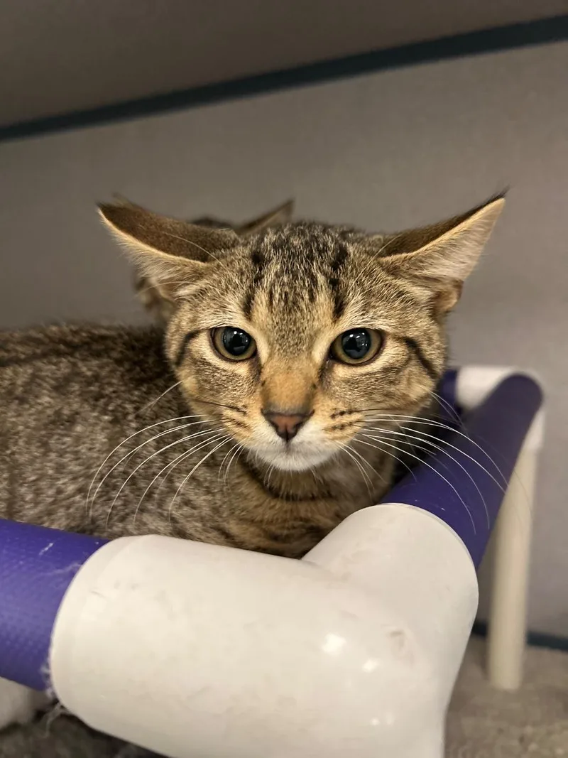 A baby small-sized male Tabby (Brown / Chocolate) Domestic Short Hair cat named Armin for adoption in Raleigh, NC