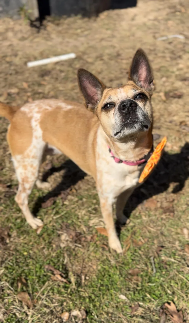 Chilli Dog thumbnail 2