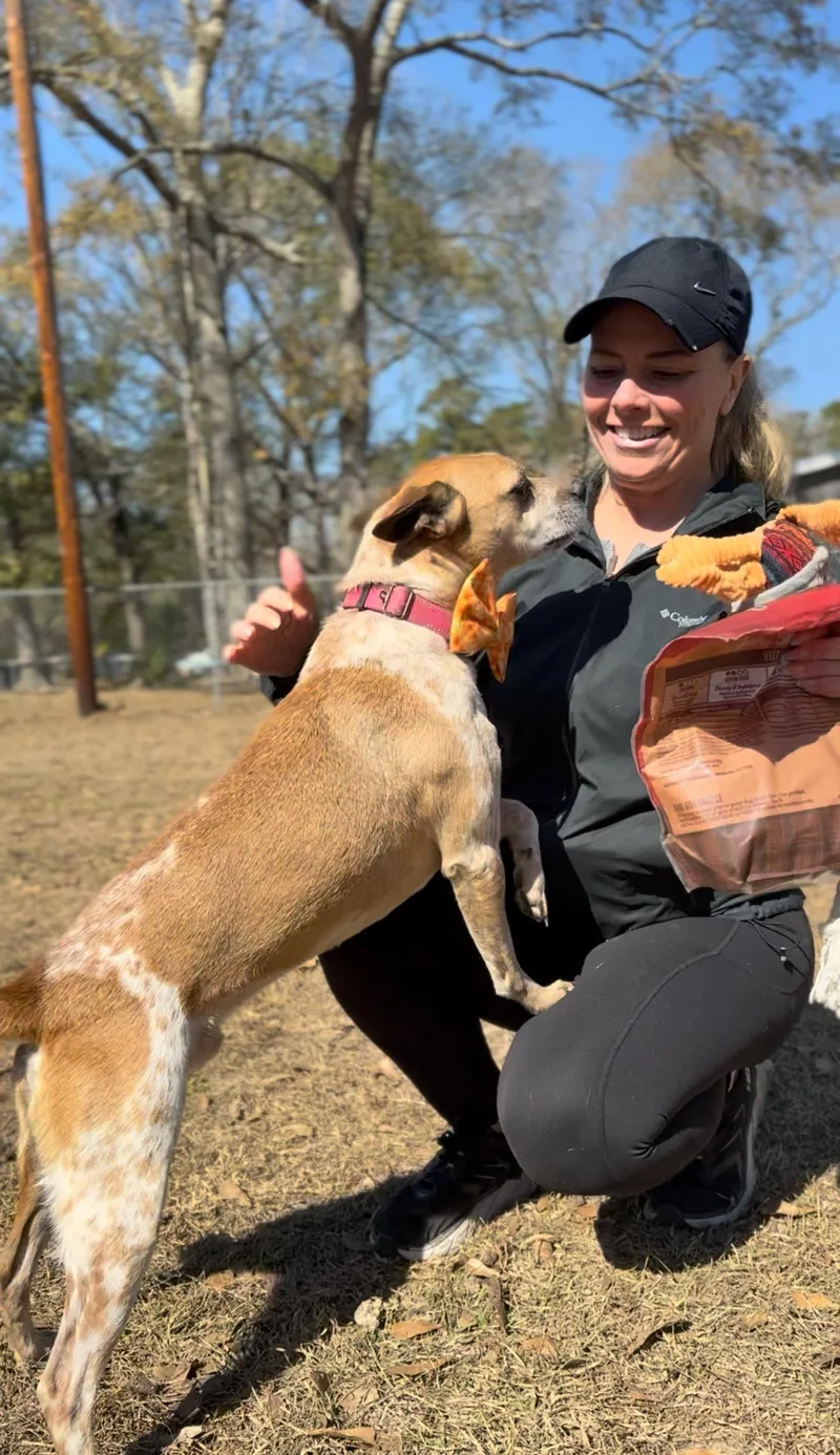 Chilli Dog thumbnail 3