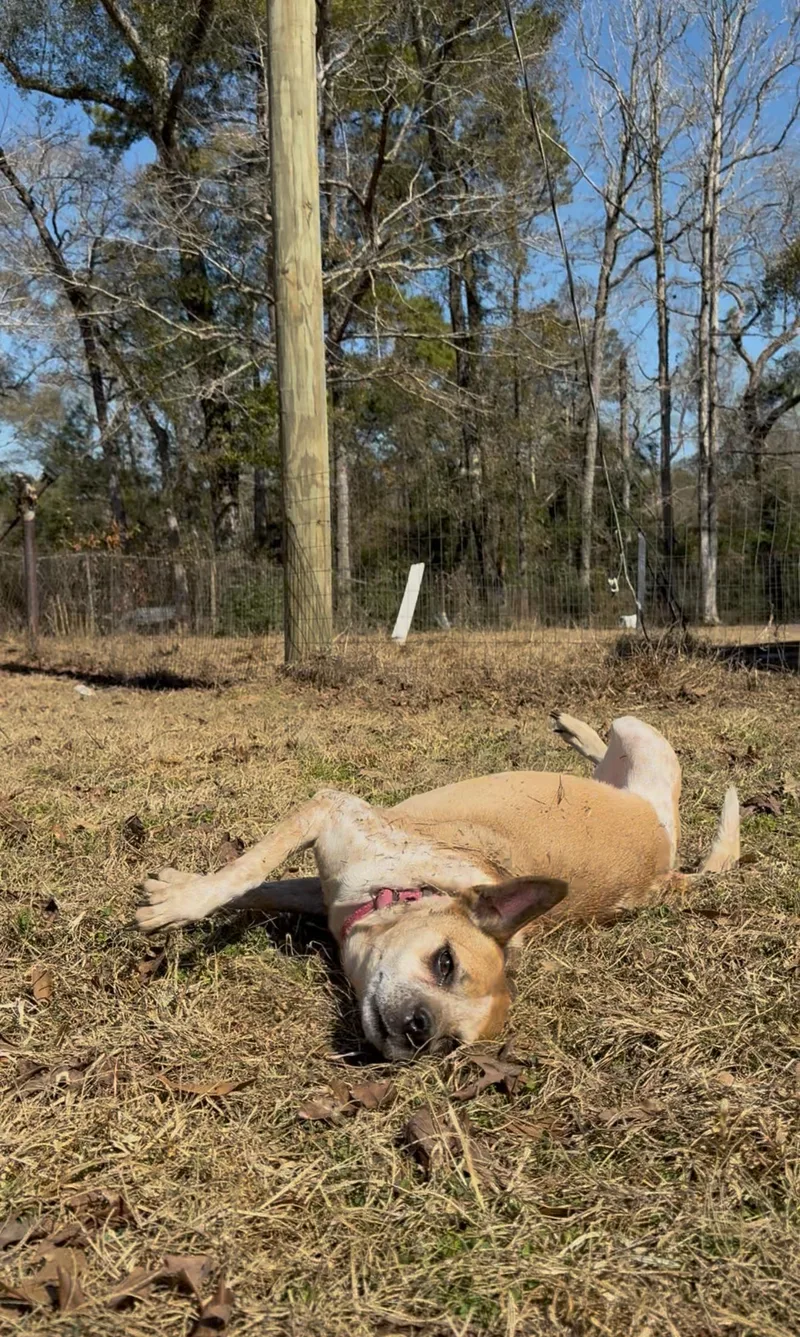 Chilli Dog thumbnail 4