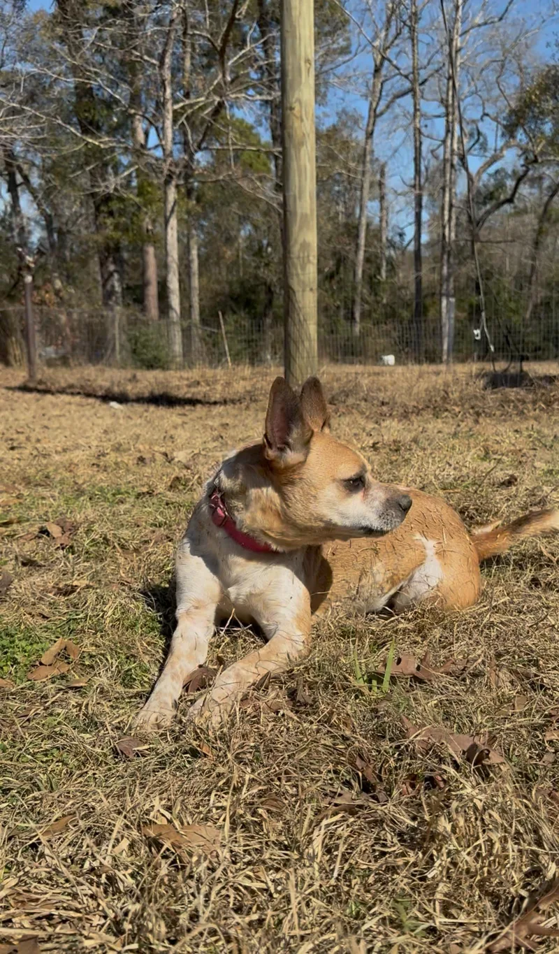 Chilli Dog thumbnail 5