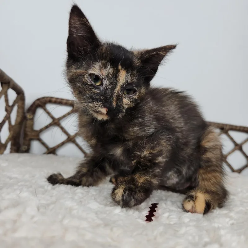 A baby small-sized female Tortoiseshell Domestic Short Hair cat named El for adoption in Fort Wayne, IN