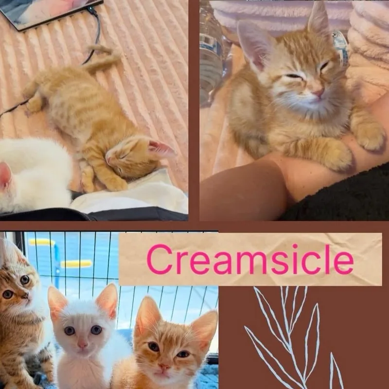 A baby small-sized male Orange / Red Domestic Short Hair cat named Creamsicle for adoption in Orangevale, CA