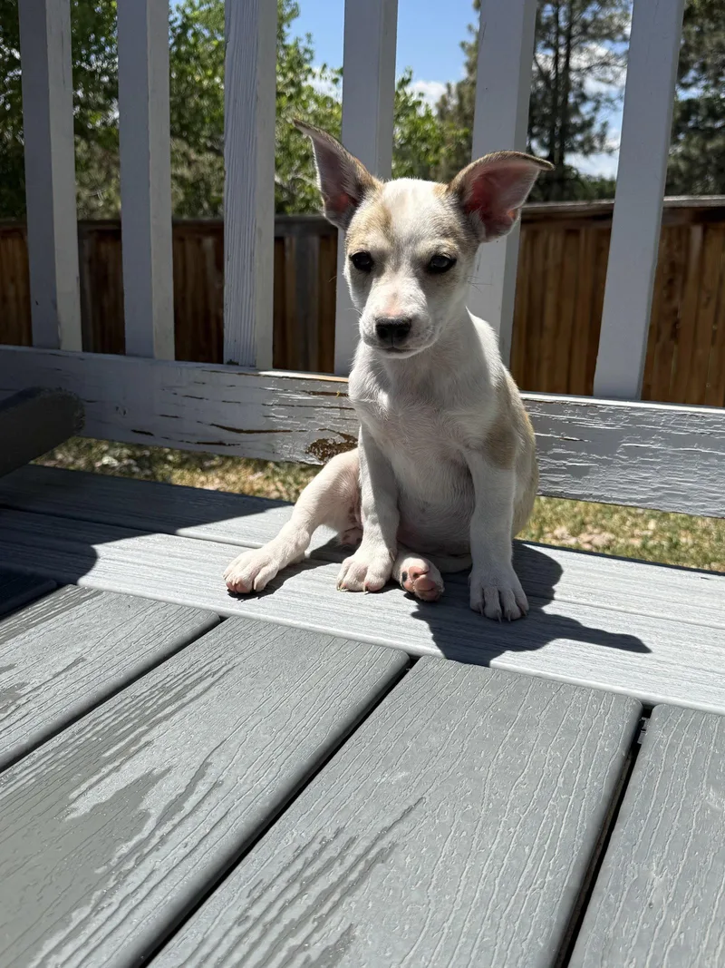 A young medium-sized female Rat Terrier dog named Rumi for adoption in Littleton, CO