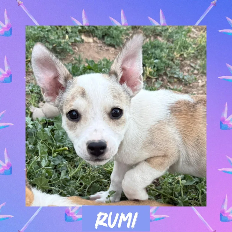 Rumi thumbnail 2