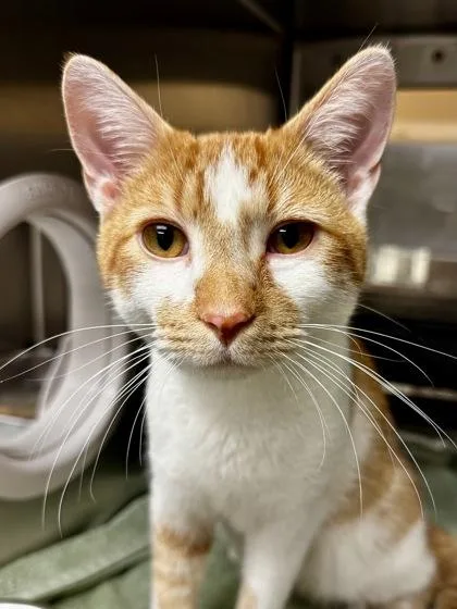 Hans Capon thumbnail 2