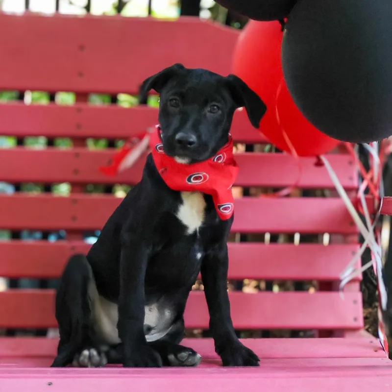A baby small-sized male Black Labrador Retriever dog named Bonbon for adoption in Wake Forest, NC
