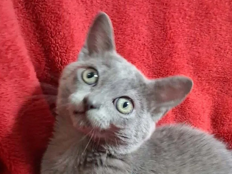 A baby small-sized female Domestic Short Hair cat named Katy for adoption in Cookeville, TN