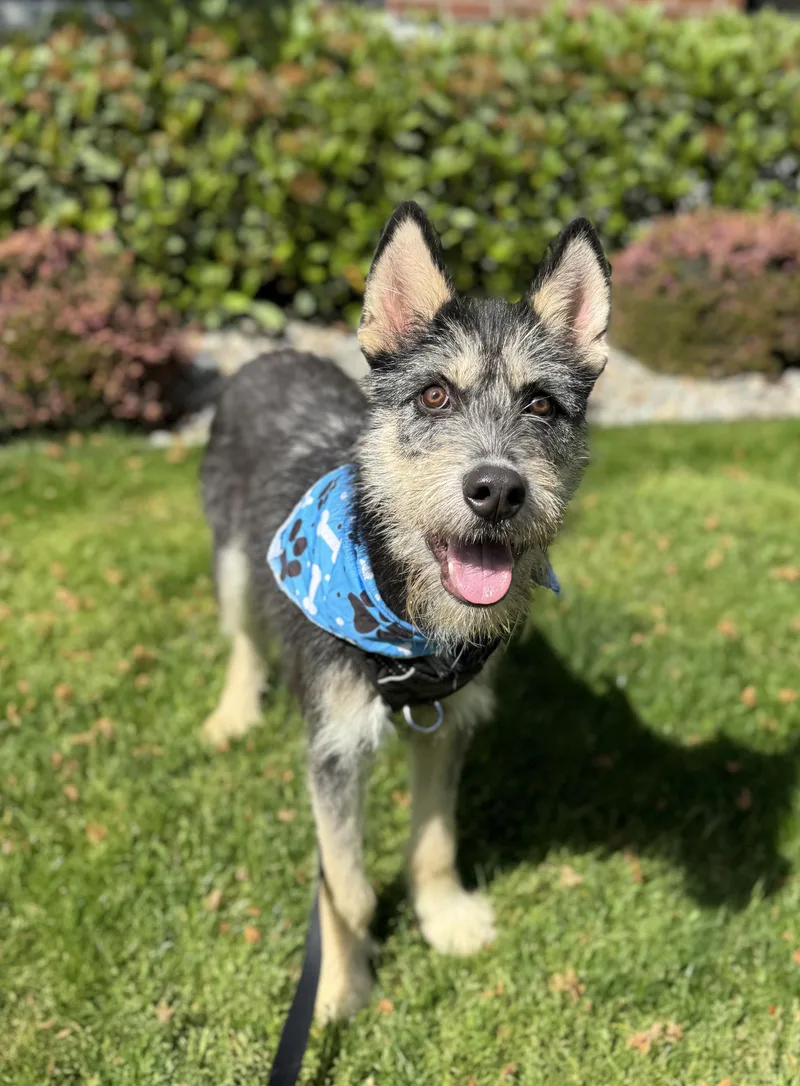 An adult medium-sized male Airedale Terrier dog named Duffy for adoption in lynnwood , WA