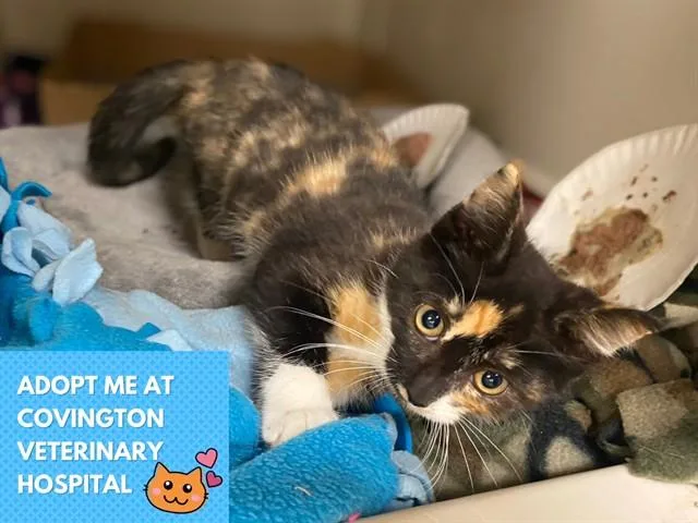A baby small-sized female Domestic Short Hair cat named Cinder for adoption in Fort Wayne, IN