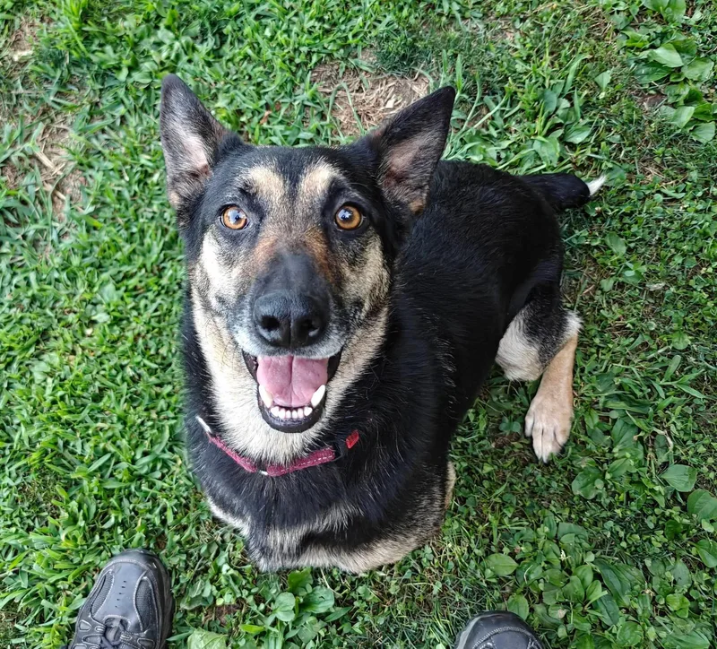 An adult large-sized female Black German Shepherd Dog dog named Stella for adoption in New Rochelle, NY