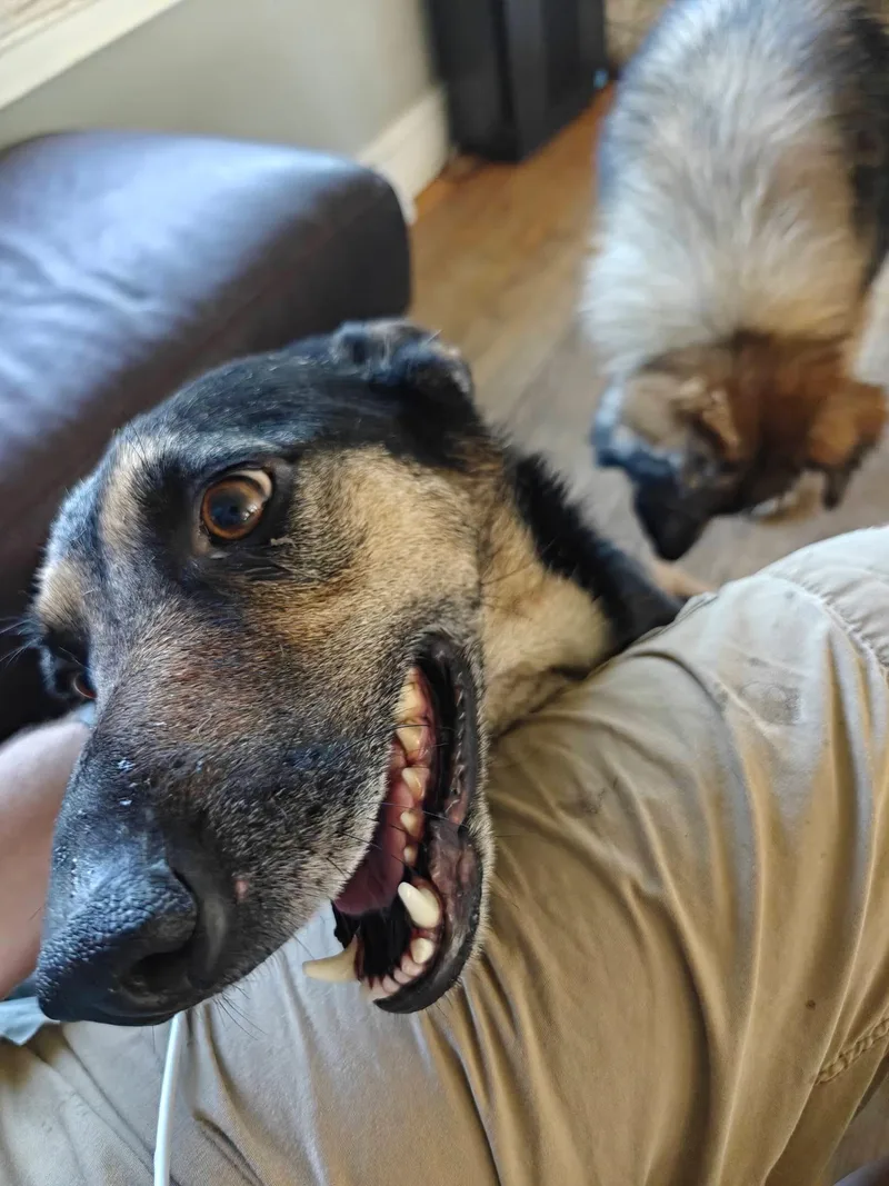 Stella thumbnail 4