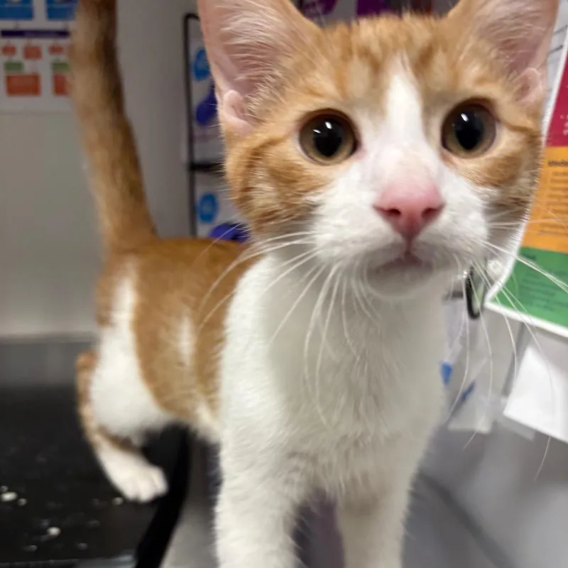 A baby medium-sized male Orange / Red Domestic Short Hair cat named Buzz for adoption in League City, TX