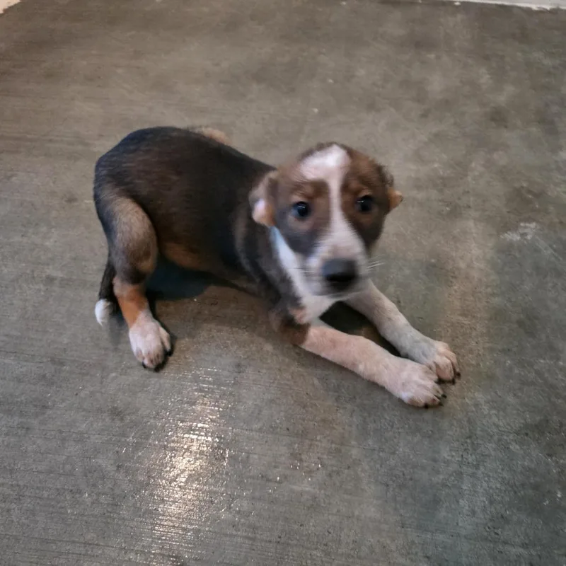 A baby small-sized male Brown / Chocolate Basenji dog named Molder for adoption in Wappingers Falls, NY