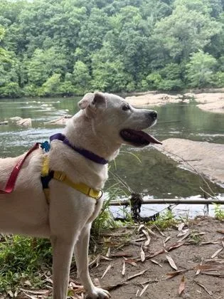 Gertie thumbnail 3