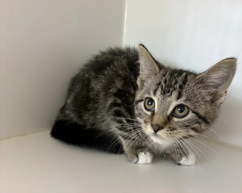 A baby small-sized female Tabby (Brown / Chocolate) Domestic Short Hair cat named Samara for adoption in Rochester, IN