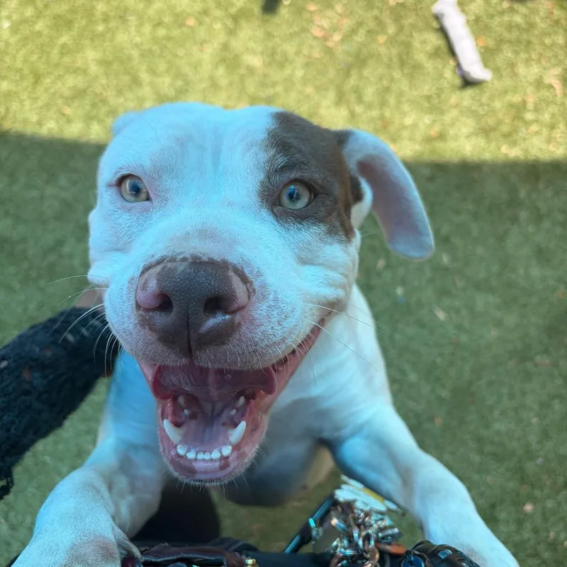 A young medium-sized female White / Cream Pit Bull Terrier dog named Princess Leia for adoption in Greensboro, NC