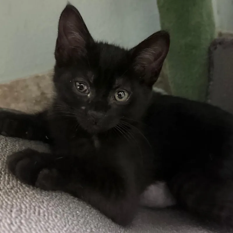 A baby small-sized female Black Domestic Short Hair cat named Judy Hopps for adoption in Titusville, FL