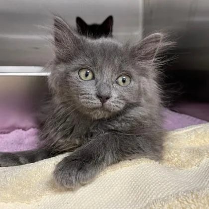 A baby small-sized male Domestic Medium Hair cat named Kayak for adoption in Wheaton, IL