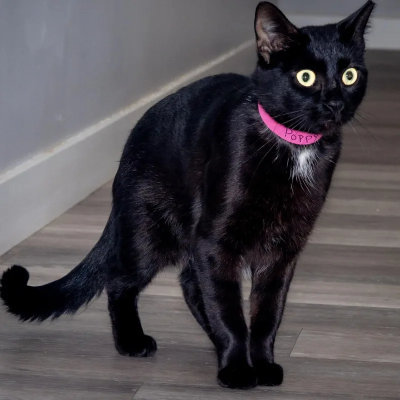 An adult medium-sized female Black Domestic Short Hair cat named Poppy for adoption in Victor, NY