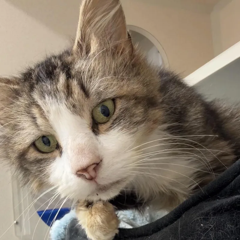 Cheesecake Factory thumbnail 2