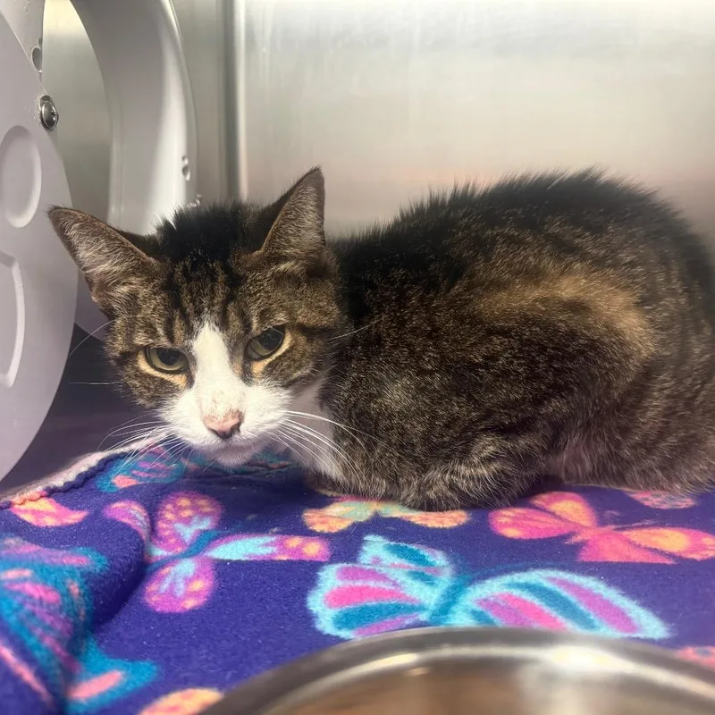 A senior medium-sized male Brown / Chocolate Domestic Short Hair cat named Gaston for adoption in Lakeland, FL